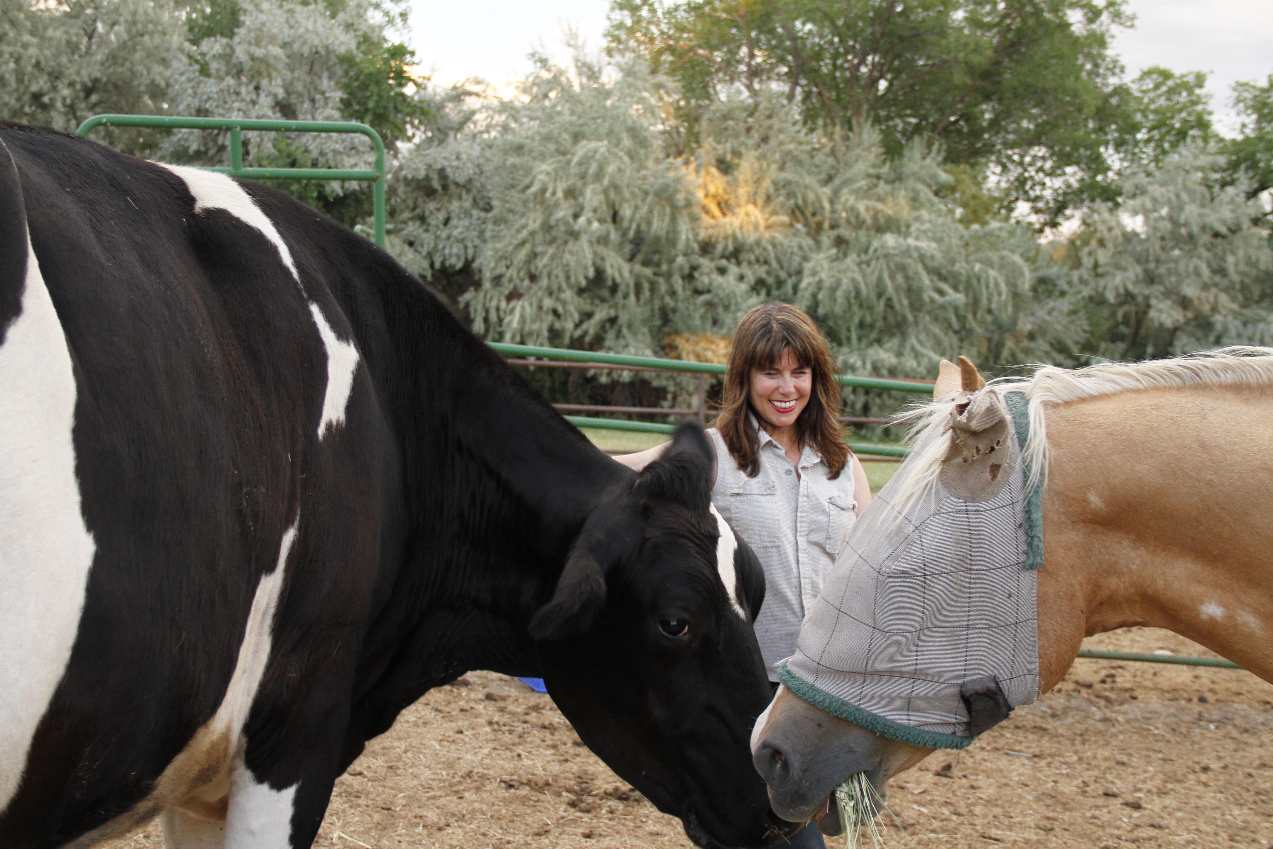 Sanctuary animals at Holsteins n Horses