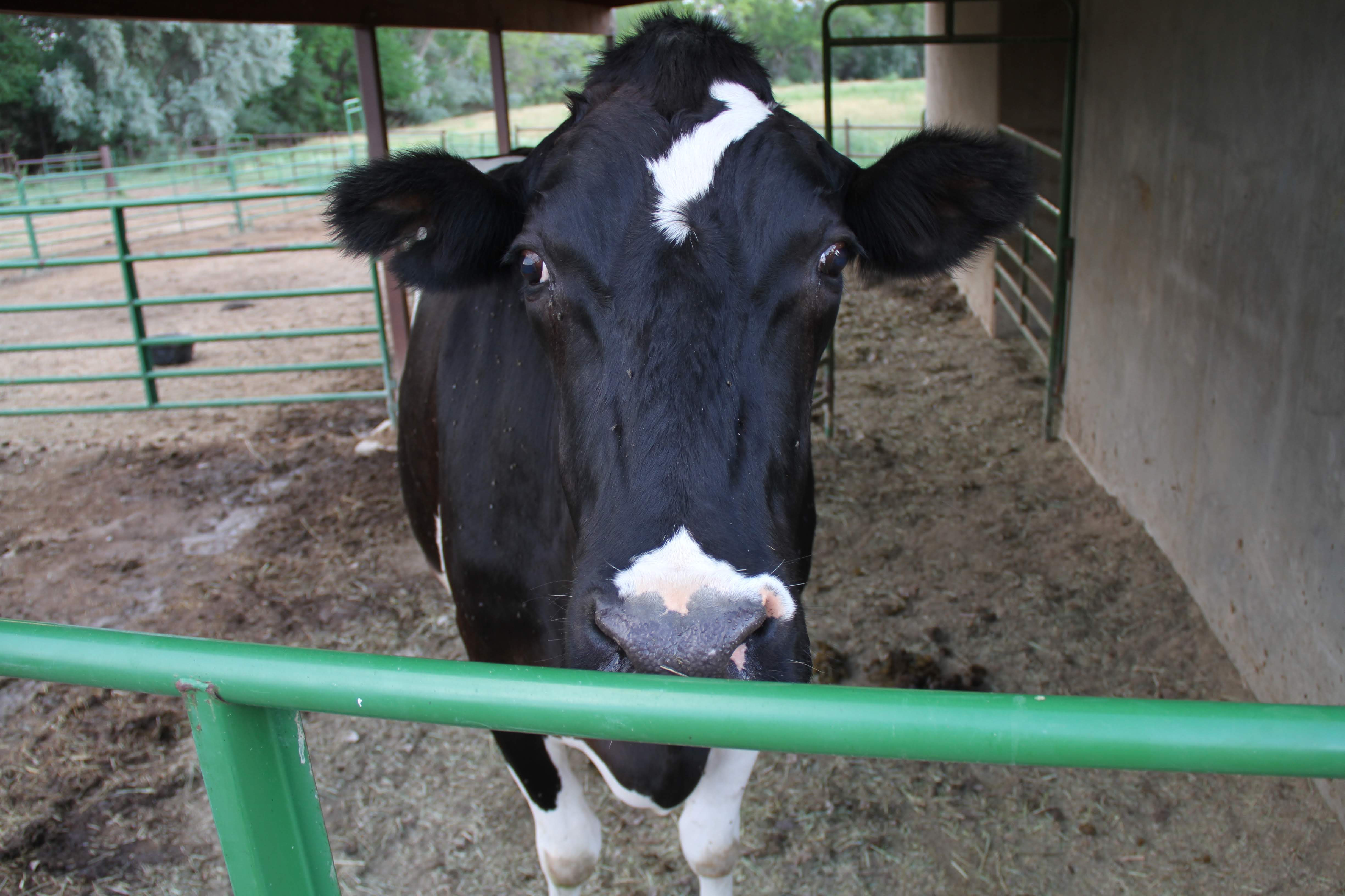 Sanctuary animals at Holsteins n Horses
