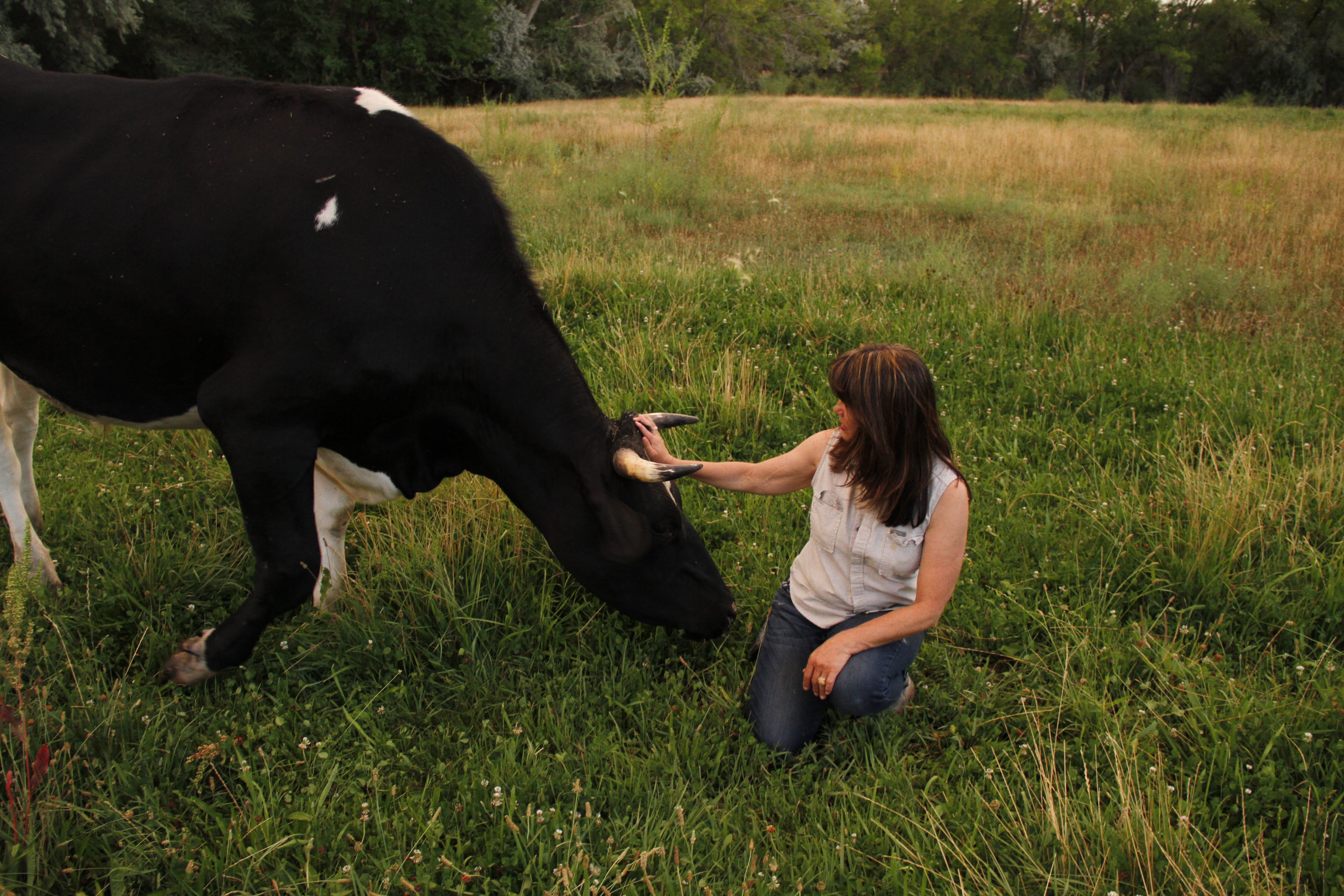 Sanctuary animals at Holsteins n Horses
