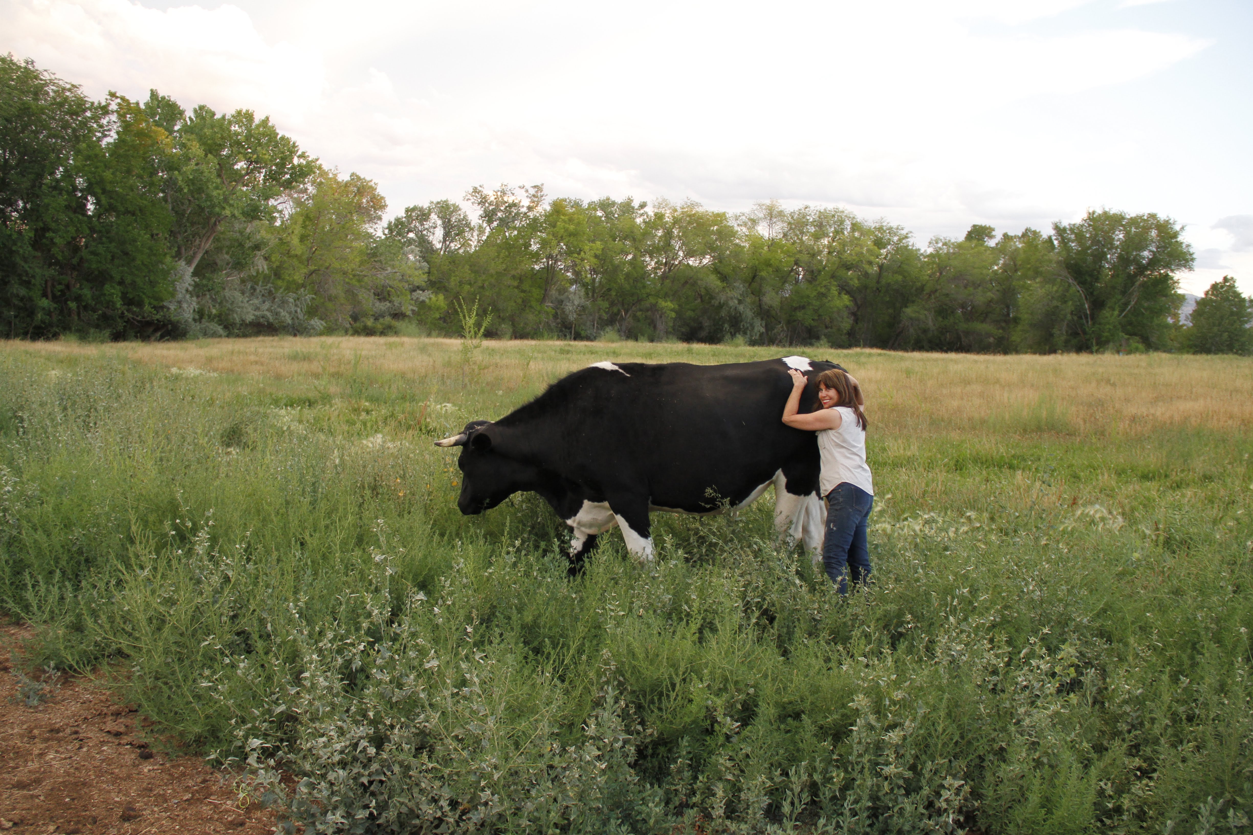 Sanctuary animals at Holsteins n Horses