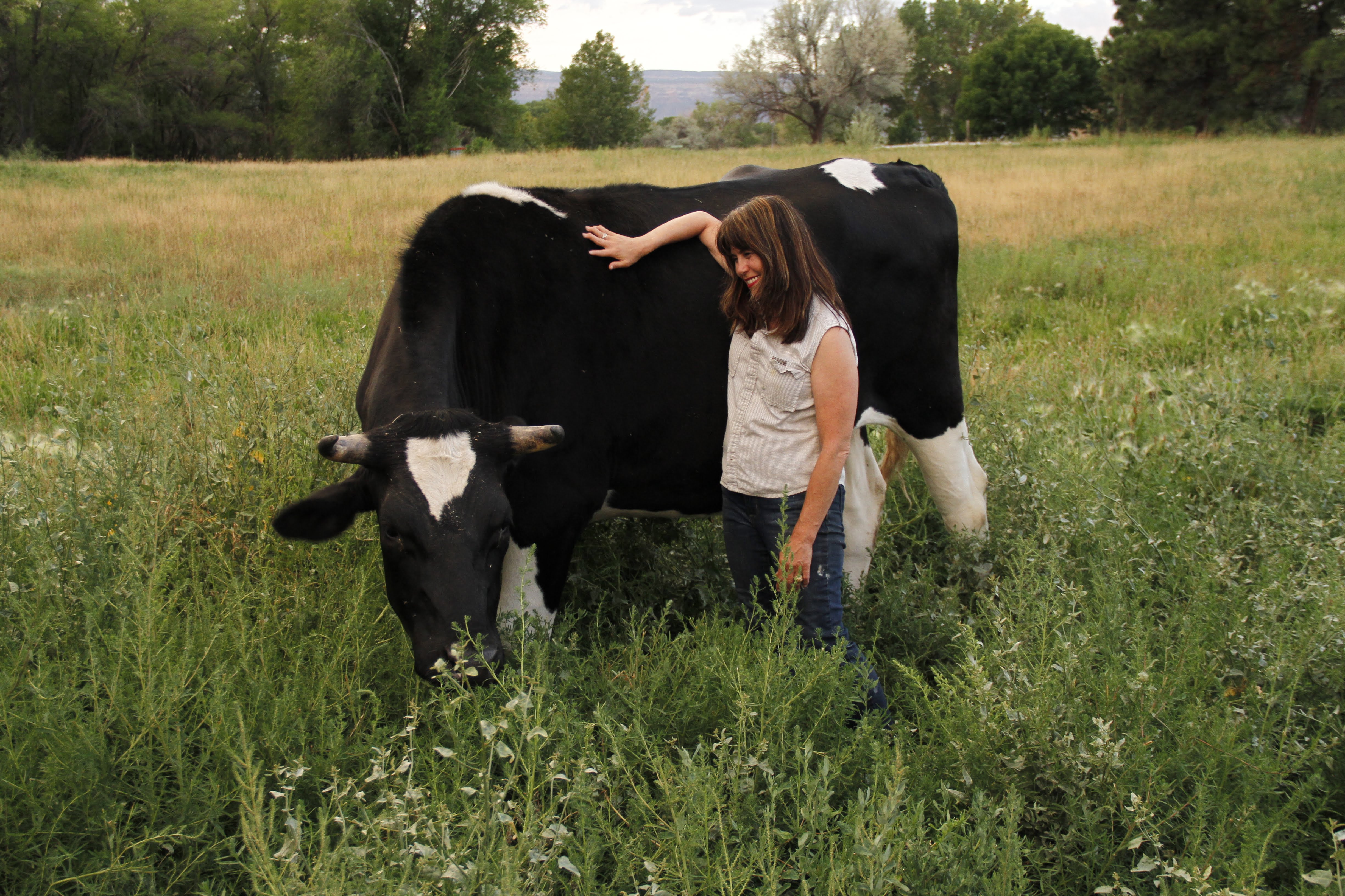 Sanctuary animals at Holsteins n Horses